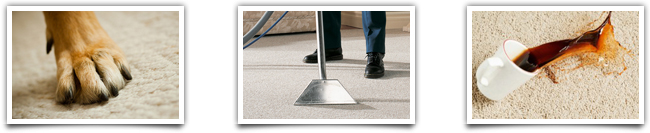 Professional Carpet Cleaning Services